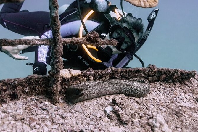Certified Divers: Best 2-Tank Wrecks & Reef Boat Dive All Inclusive From Waikiki - Key highlights you should care about
