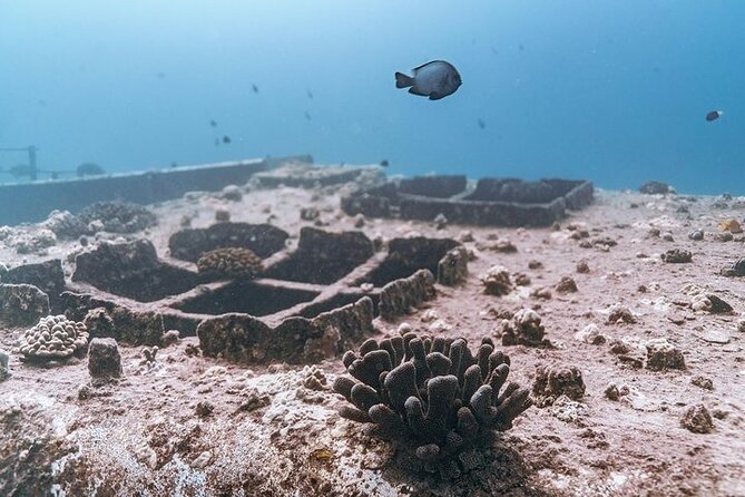 Certified Divers: Best 2-Tank Wrecks & Reef Boat Dive All Inclusive From Waikiki - Logistics That Affect Your Underwater Minutes