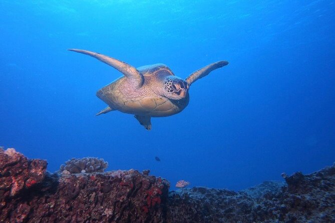 Certified Scuba Diving Along Two Shallow Reef Sites - Quick Hits Before You Go