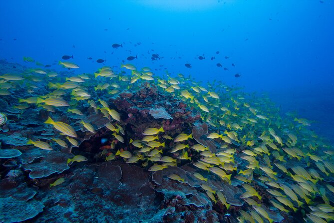 Certified Scuba Diving Along Two Shallow Reef Sites - Two Shallow Reef Sites, 30 to 40 Feet, and Why That Matters