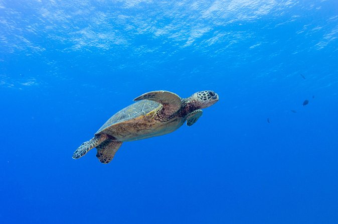 Certified Scuba Diving Along Two Shallow Reef Sites - What You’ll Actually See Underwater: Fish, Marine Life, and Turtles