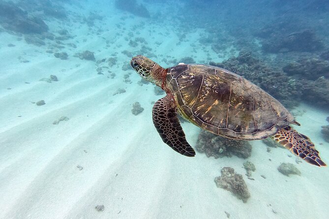 Certified Scuba Diving Experience in Honolulu - Key Highlights You Should Know Before You Go