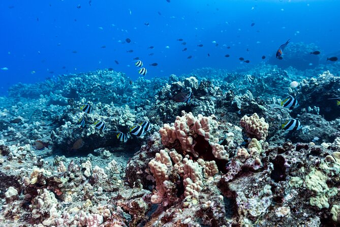 Certified Scuba Diving Experience in Honolulu - Who This Trip Is For, and Who Should Skip It