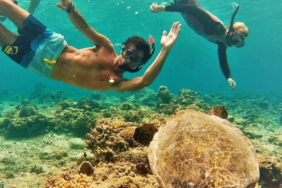 Circle Island: Swim with Turtles and Explore Paradise Oahu - Turtle Town snorkeling: where the day really earns its spot