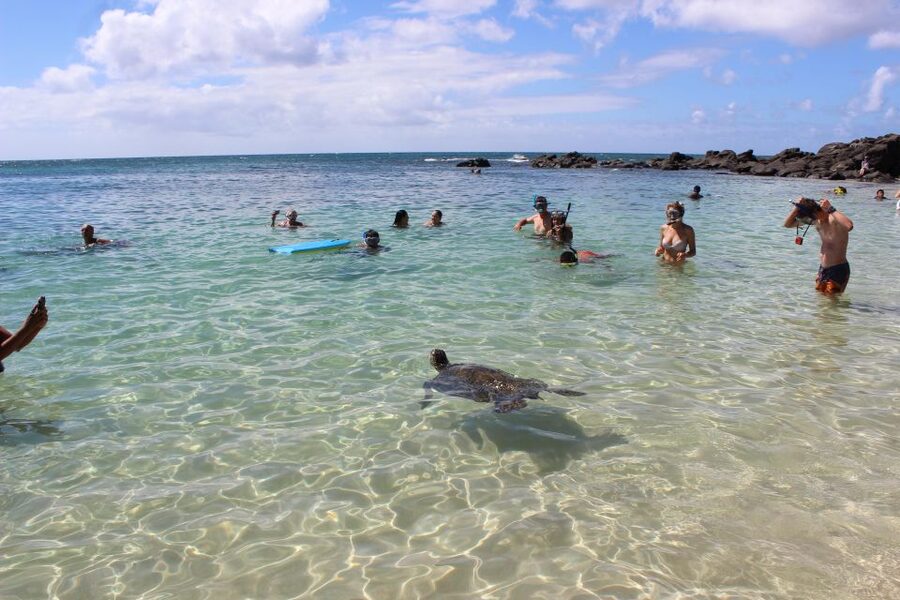 Circle Island: Swim with Turtles and Explore Paradise Oahu - How the guides shape the day (and why names keep coming up)