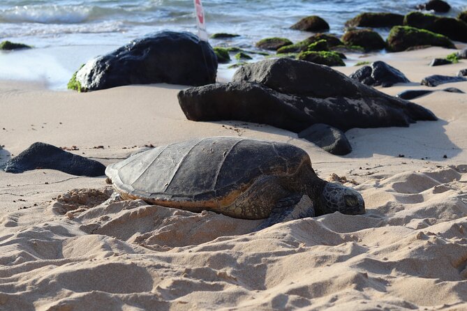 Circle Island Tour with Snorkeling & Turtles - Key Highlights You’ll Feel on the Day