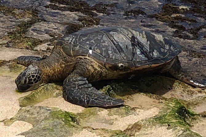 Circle Island tours - swim with turtles,Private & Small Group Tours - North Shore sea turtles and monk seals, watched from a safe distance