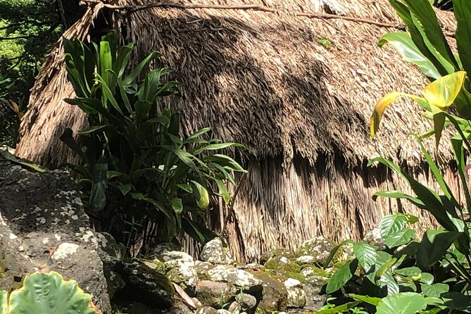 Circle Island tours - swim with turtles,Private & Small Group Tours - Who should book, and who should skip