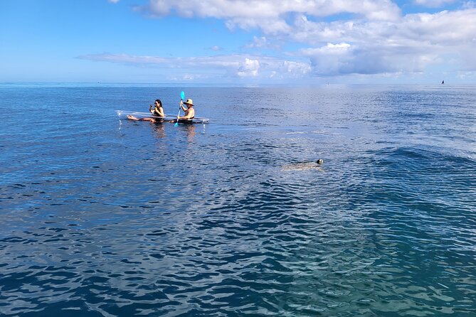 Clear Bottom Kayak - Guaranteed to see Turtles! - River segments, surfers, and those extra moments you remember