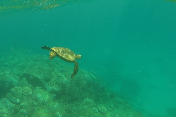 Clear Bottom Kayak - Guaranteed to see Turtles! - North Shore route: reefs, caves, and ocean life on a clear hull