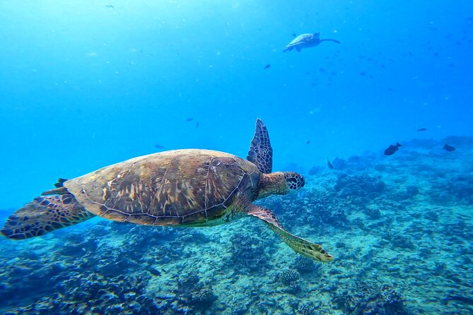 Deluxe Turtle Snorkeling Escapade at Waikiki - Key things that make this Waikiki tour worth your time