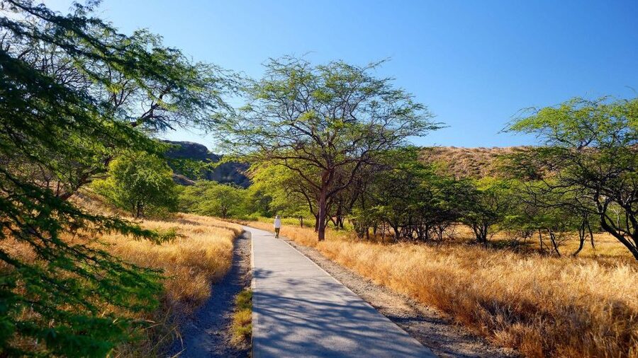 Diamond Head Manoa Falls - Luxury vehicle, pacing, and why the private format matters