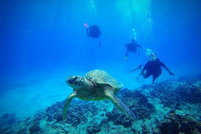 DISCOVER Scuba Diving Experience in Honolulu - Key highlights you’ll actually care about