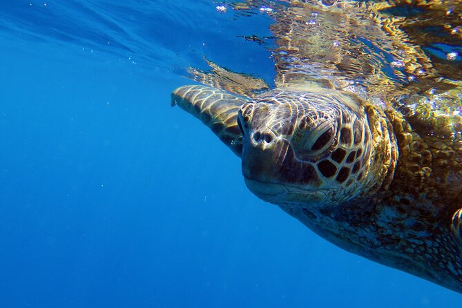 DISCOVER Scuba Diving Experience in Honolulu - First scuba in Honolulu, taught like a calm lesson