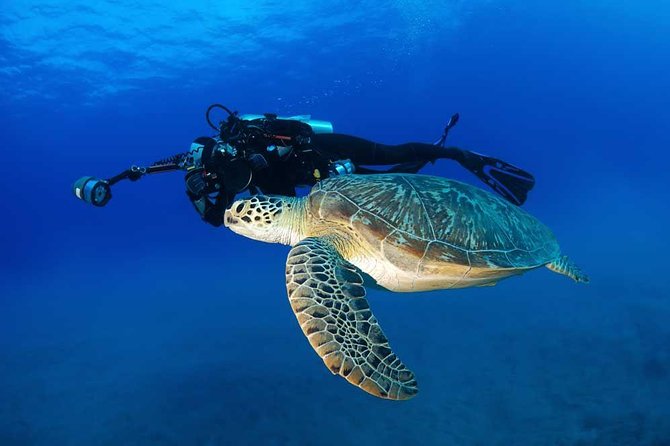 DISCOVER Scuba Diving Experience in Honolulu - Who should book this, and who might want an alternate option