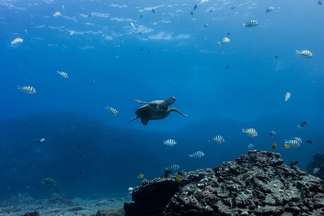 Discover Scuba Diving in Hawaii - Non certified divers! - Value Check: What $237.69 Buys You in Oahu