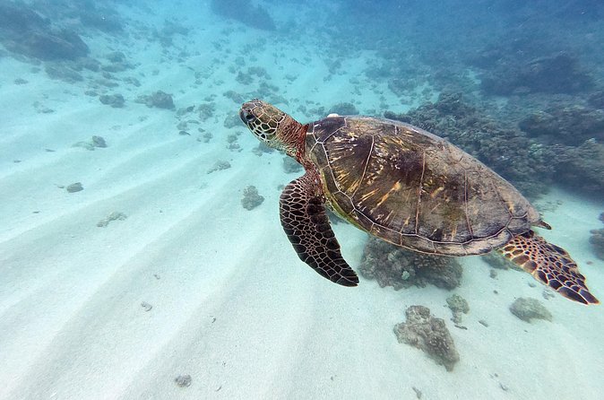 Discover Scuba Diving in Hawaii - Non certified divers! - Booking Smart: Timing, Weather, and What to Expect Day-of