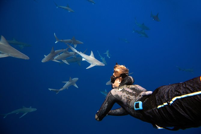 Dive with Sharks in Hawaii: Shark Tour from Haleiwa - Haleiwa Harbor to open water: the short ride that sets the tone