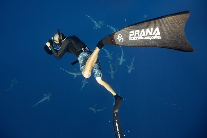 Dive with Sharks in Hawaii: Shark Tour from Haleiwa - Snorkeling style: gear included, and no weight belt energy