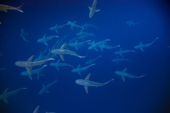 Dive with Sharks in Hawaii: Shark Tour from Haleiwa - After the water: debriefing and what conservation adds to the story