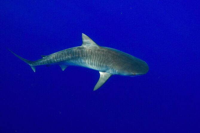 Dive with Sharks in Hawaii: Shark Tour from Haleiwa - Price and extras: does $153.85 feel worth it?