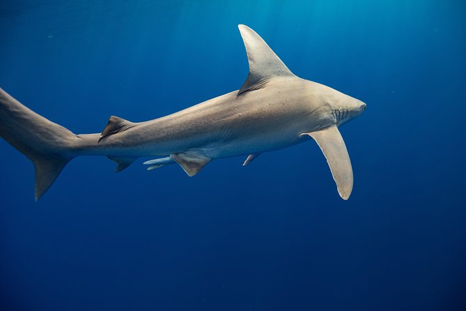 Dive with Sharks in Hawaii: Shark Tour from Haleiwa - Who should book this shark swim, and who should reconsider