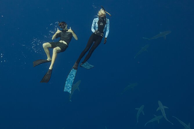 Dive with Sharks in Hawaii: Shark Tour from Haleiwa - Should you book the Shark Tour from Haleiwa?