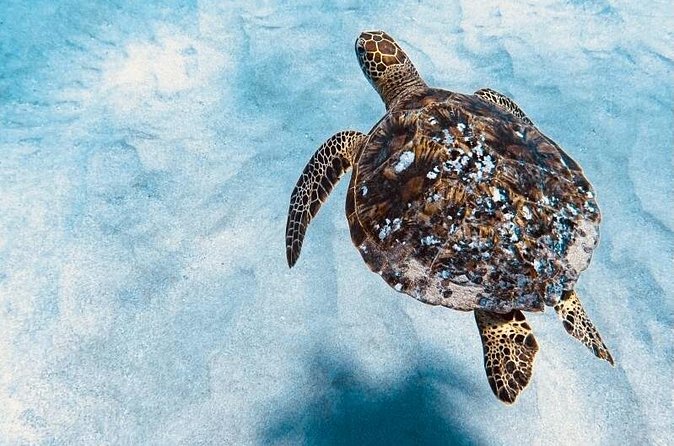 Dolphin & Seasonal Whale Watching, Turtle Snorkeling - The catamaran comfort factor: Stability, entry, and seasickness tips