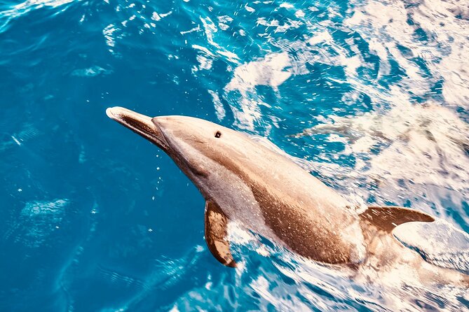Dolphin Watching and Snorkeling on the West Coast of Oahu - Key Highlights You Should Care About