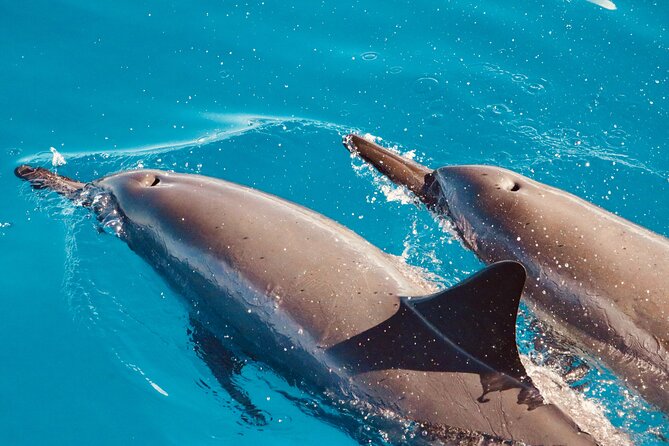 Dolphin Watching and Snorkeling on the West Coast of Oahu - What This Tour Is, in Real Terms