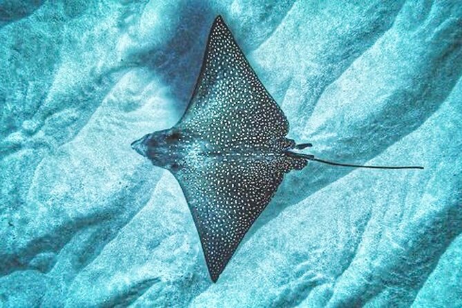 Dolphin Watching and Snorkeling on the West Coast of Oahu - The Snorkeling Part: Gear, Ease, and Turtle Odds