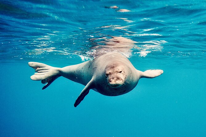 Dolphin Watching and Snorkeling on the West Coast of Oahu - Lunch and Snacks: Value You Feel, Not Just Food