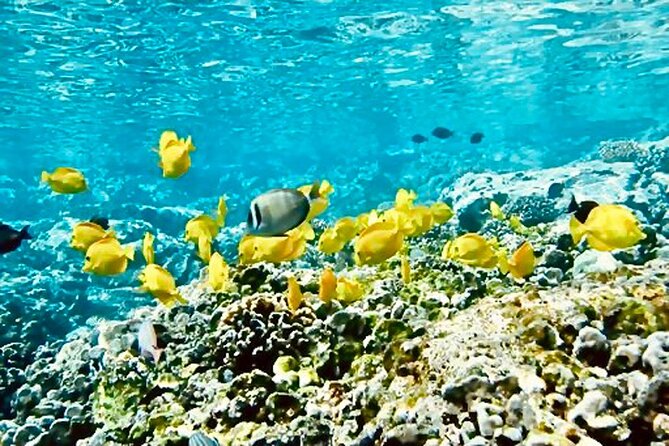 Dolphin Watching and Snorkeling on the West Coast of Oahu - Who This Works Best For