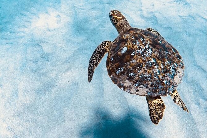 Dolphin Watching and Snorkeling on the West Coast of Oahu - Onboard Comfort: Catamaran Setup and the Crew Role