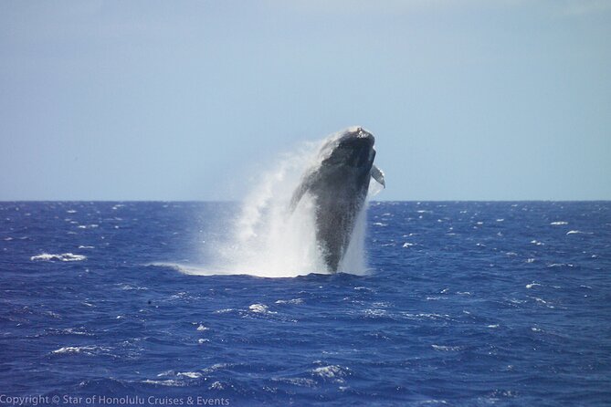 Early Bird Whale Watching Cruise from Waikiki - Entering Aloha Tower at 9:15 am, then out to sea