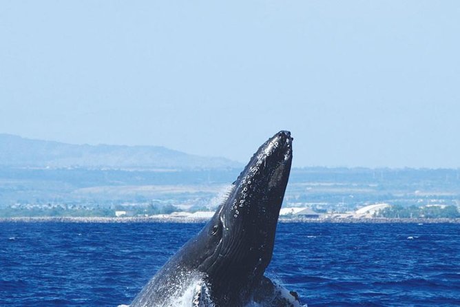 Early Bird Whale Watching Cruise from Waikiki - Whale sightings vs. your time on the water