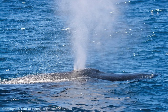 Early Bird Whale Watching Cruise from Waikiki - Boarding and parking hiccups to plan for