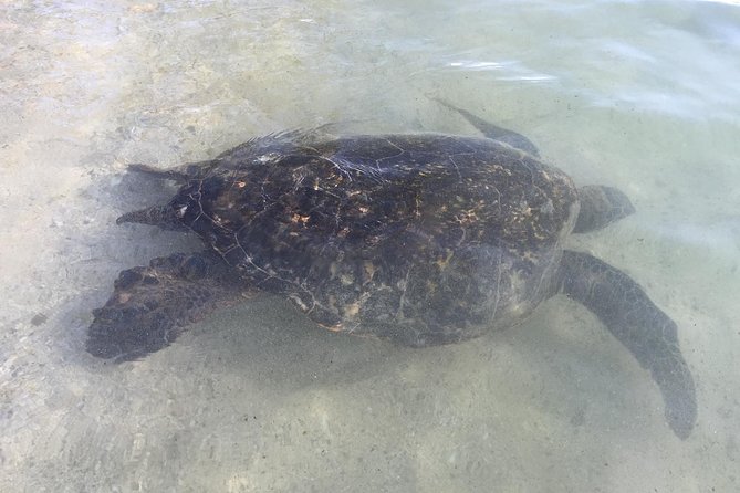 Eco-adventure friendly Aloha Island Tour - Laniakea Turtle Beach: where you look, then you wait