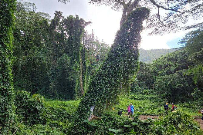 Electric Bike Ride & Manoa Falls Hike Tour - Riding Through Honolulu: City Views, Not Just a Transfer