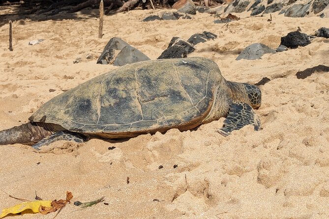 Famed North Shore Tour - Haleiwa: Surf-World Energy, Local Food, and Easy Browsing