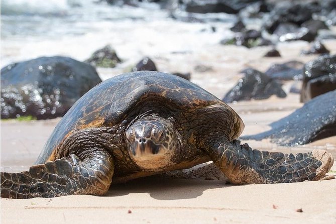 Family-Friendly Private Circle Island Tour of Oahu - Family-friendly timing: how to avoid feeling rushed