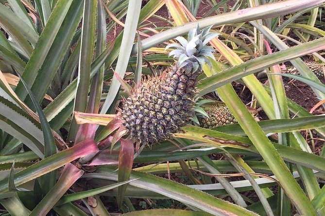 Family-Friendly Private Circle Island Tour of Oahu - What’s included, and how that affects real value