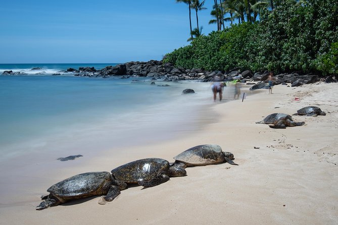 First Day Must: Oahu Sunrise & Circle Island Adventure - Price and Value: Is $169.95 a Smart Buy?