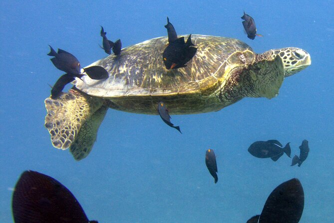First Time Introductory Scuba Dive - Where you meet in Honolulu and what timing feels like