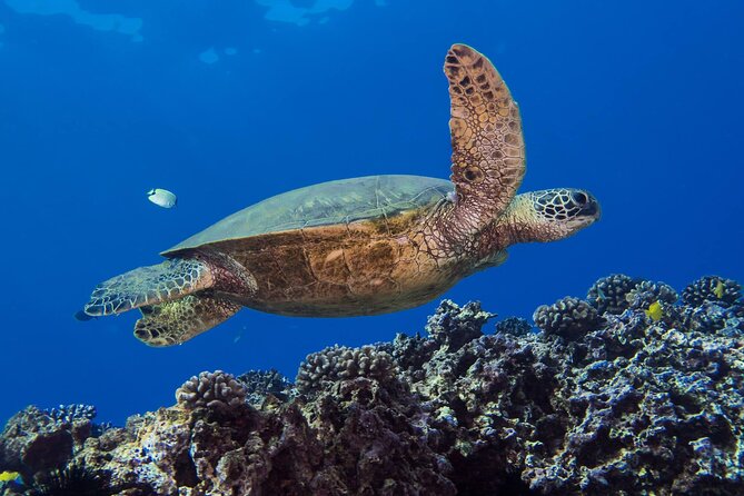 First Time Introductory Scuba Dive - Who should book this intro scuba session, and who should think twice