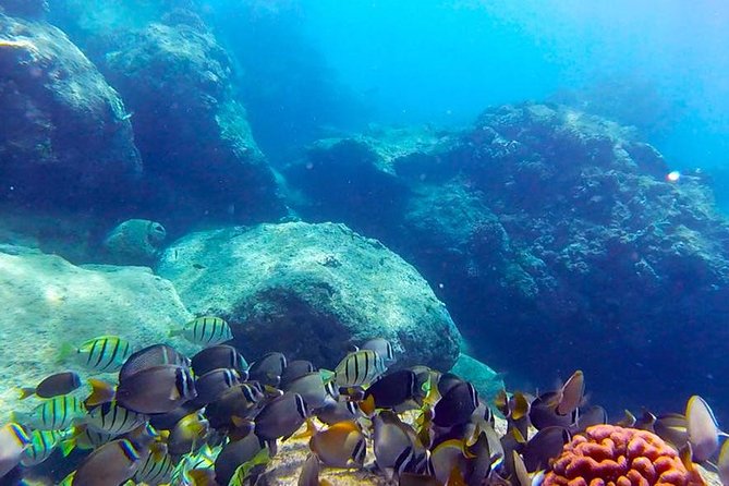 First-Time Scuba Diving in Honolulu + Free Videos - Key highlights to expect in your first Honolulu scuba session