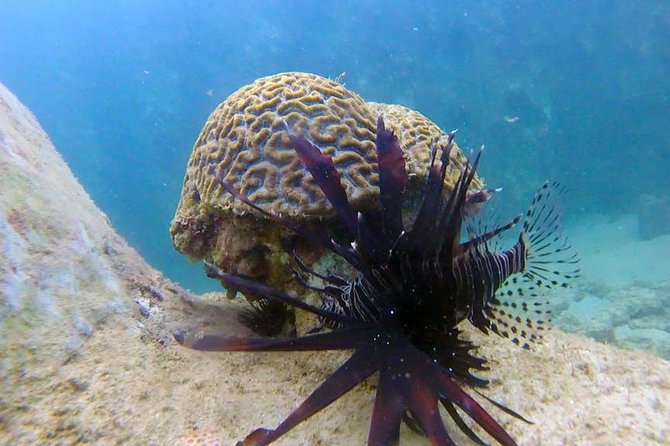 First-Time Scuba Diving in Honolulu + Free Videos - GoPro videos and photos: the best souvenir format for beginners