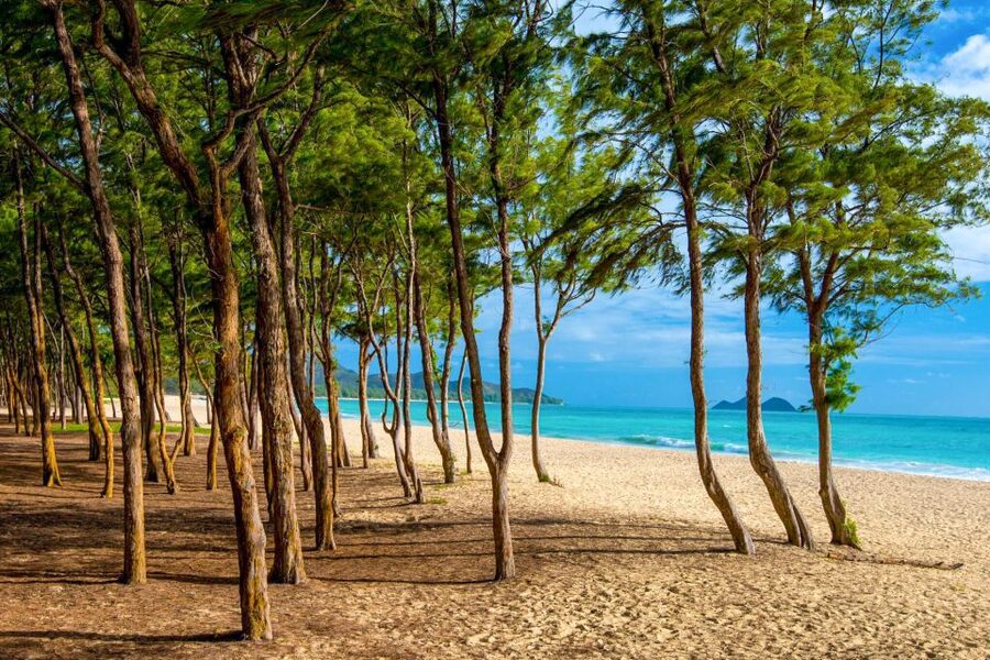 From Waikiki: Best of Oahu Photo Tour with Pickup - Photography coaching for phones and cameras: what guides like Andrew, Emily, and Kurt do well