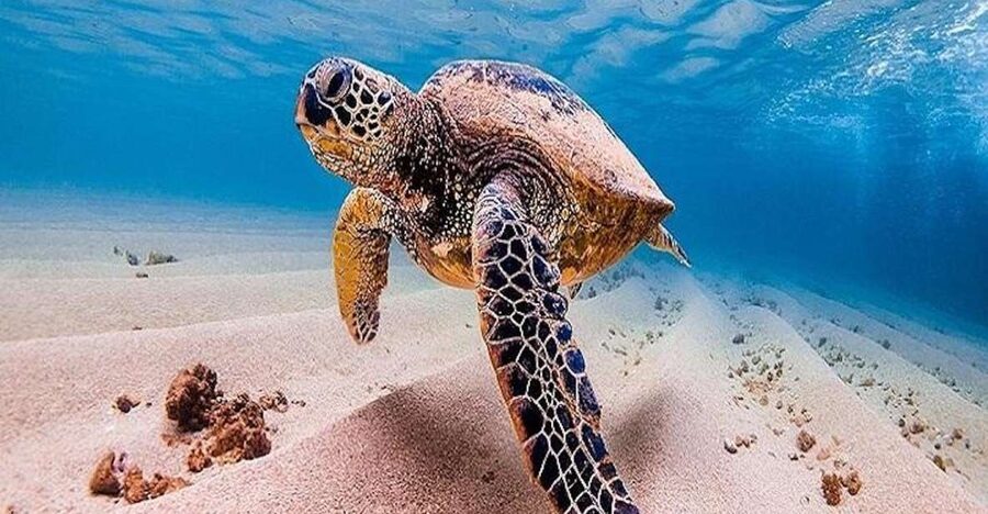From Waikiki: Oahu Grand Circle Island Experience - Dole Plantation and Green World Coffee Farm: Two Taste Stops, One Ticket