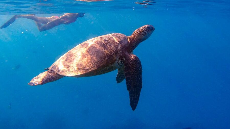 From Waikiki: Turtle Canyon Snorkeling Tour - Key highlights that matter before you book